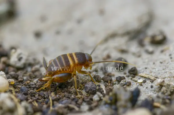 Fokus-Natur Bild