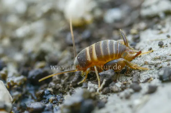 Fokus-Natur Bild