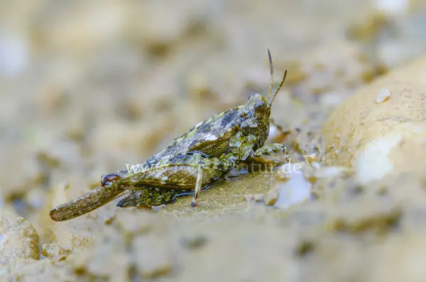 Fokus-Natur Bild