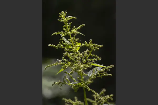 Fokus-Natur Bild