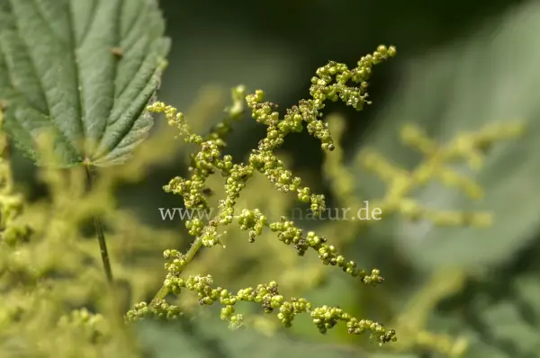 Fokus-Natur Bild