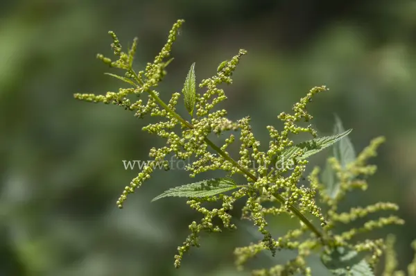 Fokus-Natur Bild