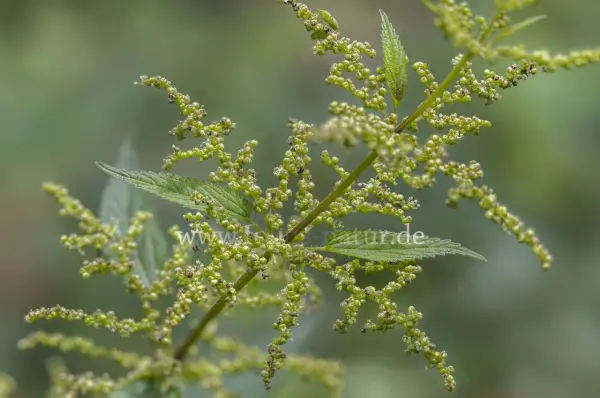 Fokus-Natur Bild