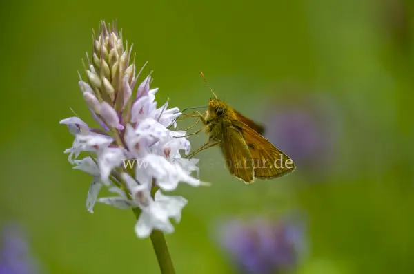 Fokus-Natur Bild
