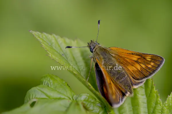 Fokus-Natur Bild