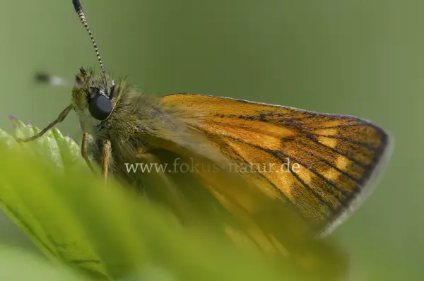 Fokus-Natur Bild