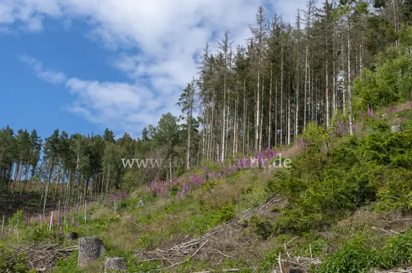 Fokus-Natur Bild