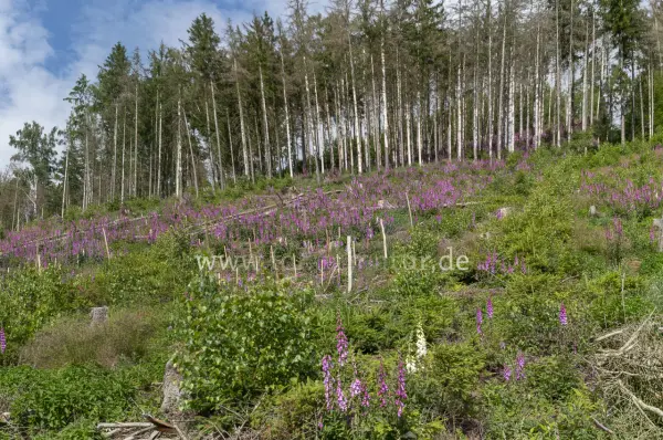 Fokus-Natur Bild