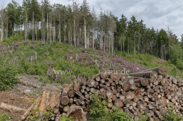 Fokus-Natur Bild
