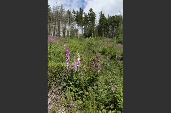Fokus-Natur Bild