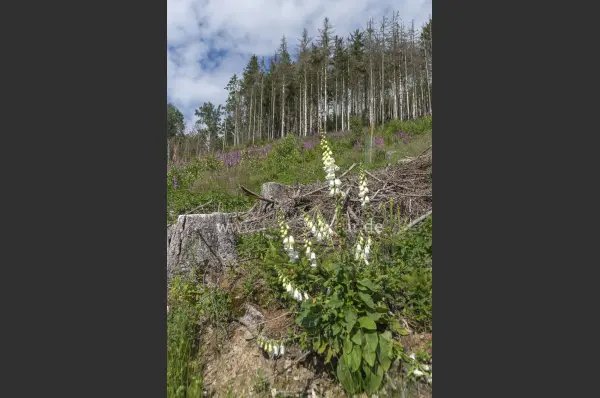 Fokus-Natur Bild