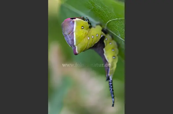 Fokus-Natur Bild