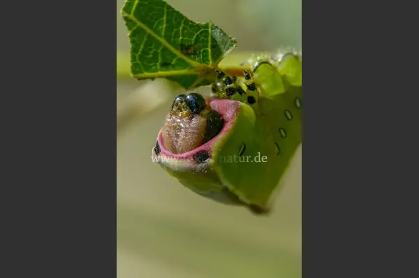 Fokus-Natur Bild