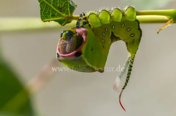 Fokus-Natur Bild