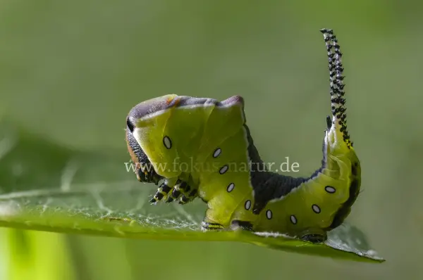 Fokus-Natur Bild
