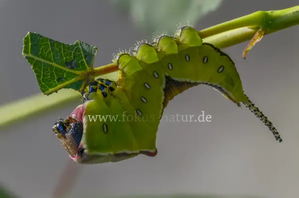 Fokus-Natur Bild