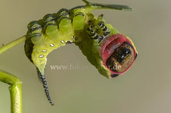 Fokus-Natur Bild
