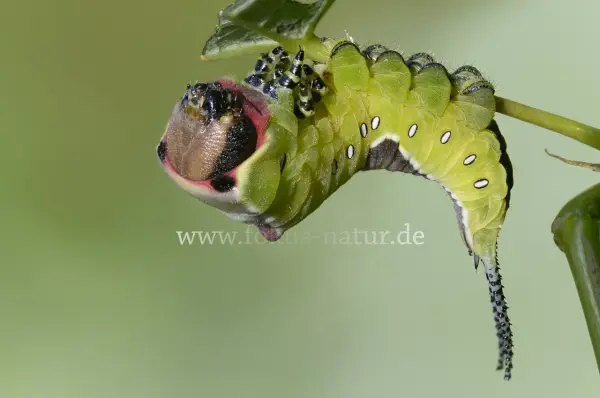 Fokus-Natur Bild