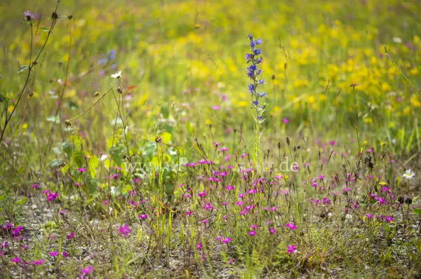 Fokus-Natur Bild