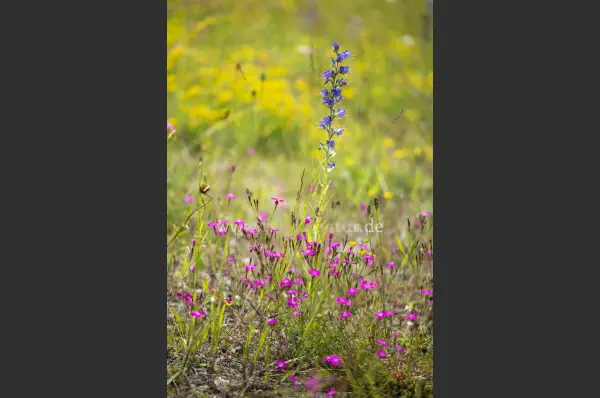 Fokus-Natur Bild