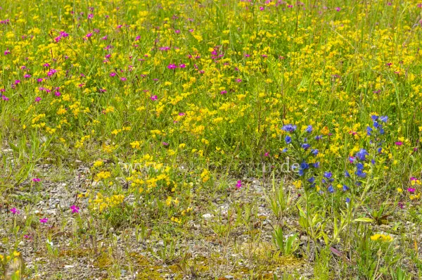 Fokus-Natur Bild