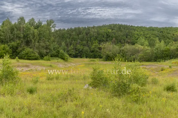 Fokus-Natur Bild