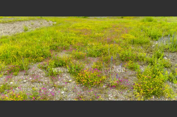 Fokus-Natur Bild