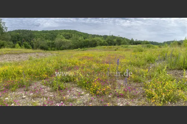 Fokus-Natur Bild