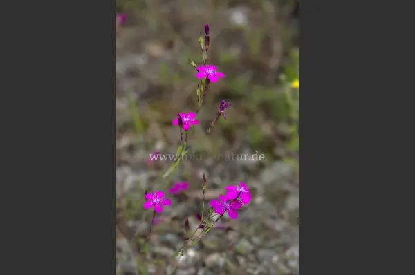Fokus-Natur Bild