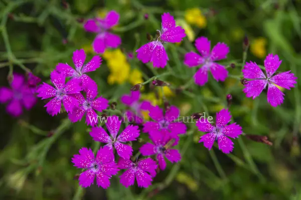 Fokus-Natur Bild