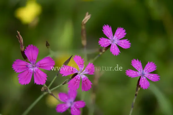 Fokus-Natur Bild