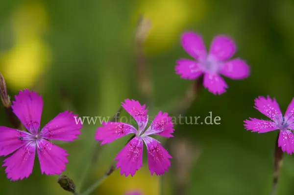 Fokus-Natur Bild