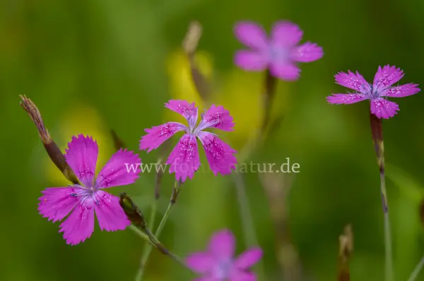 Fokus-Natur Bild