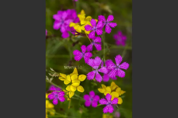 Fokus-Natur Bild