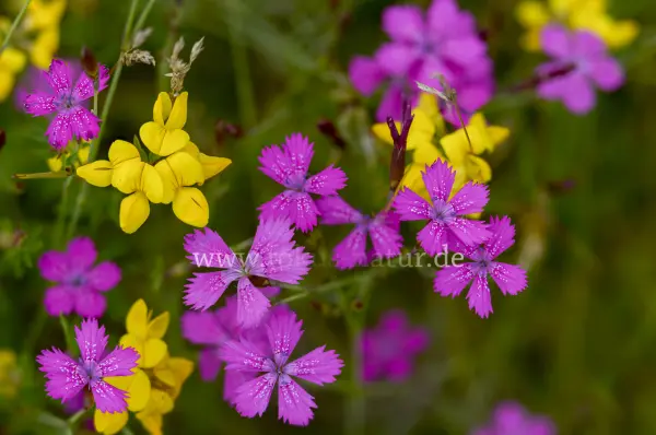 Fokus-Natur Bild