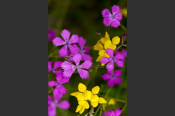 Fokus-Natur Bild