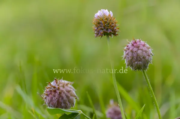 Fokus-Natur Bild