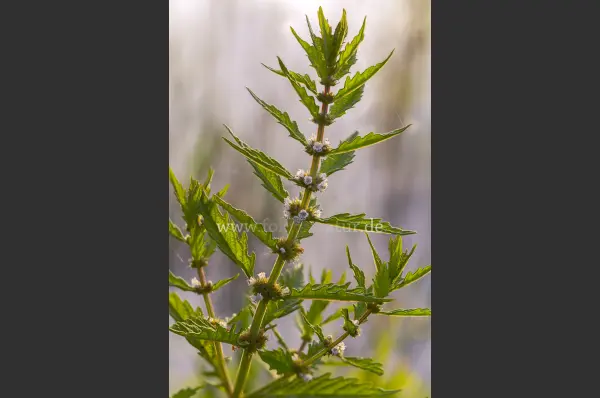 Fokus-Natur Bild