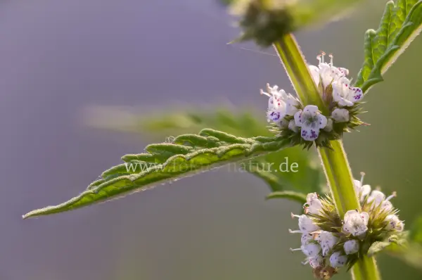 Fokus-Natur Bild
