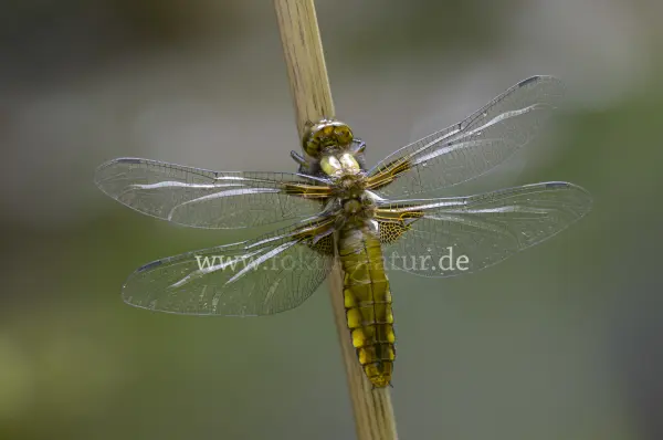 Fokus-Natur Bild