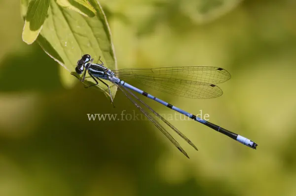 Fokus-Natur Bild