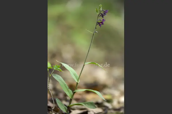 Fokus-Natur Bild