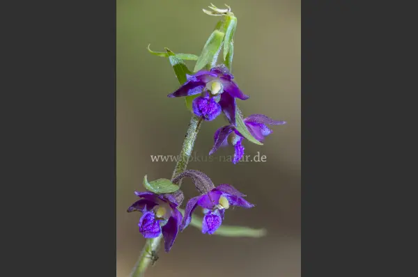 Fokus-Natur Bild
