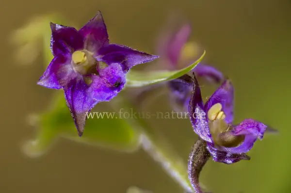 Fokus-Natur Bild
