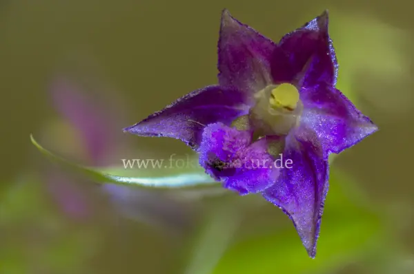 Fokus-Natur Bild