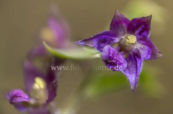 Fokus-Natur Bild