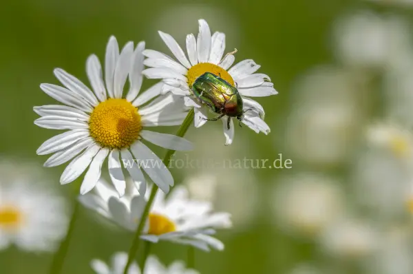 Fokus-Natur Bild