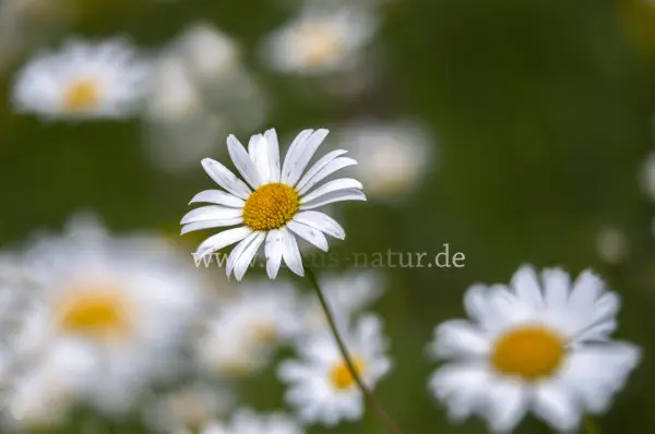 Fokus-Natur Bild