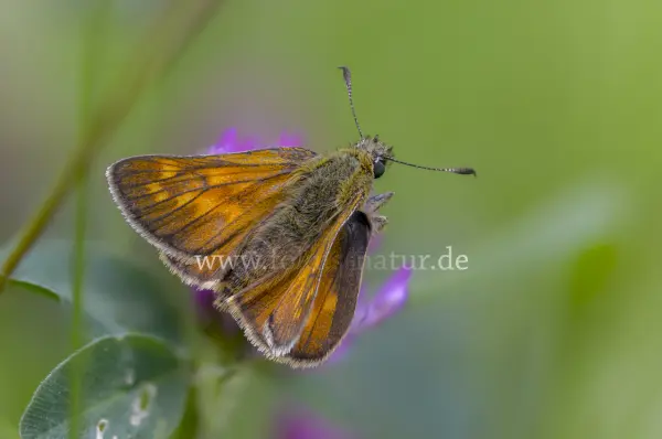 Fokus-Natur Bild