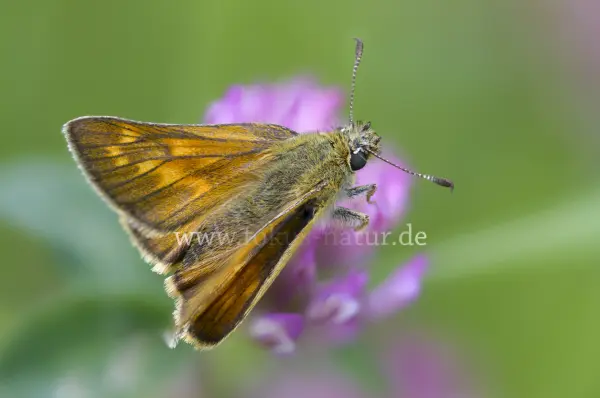 Fokus-Natur Bild